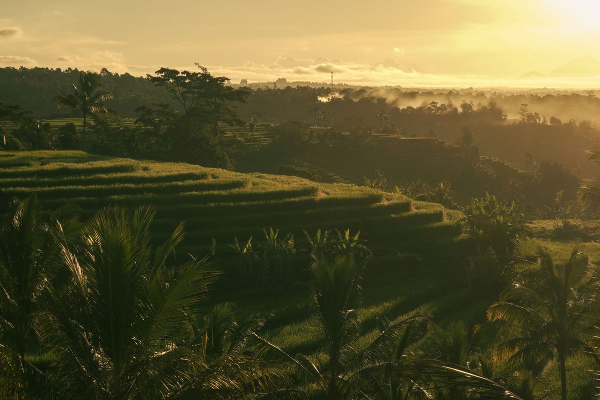 Bali rice terraces in warm sunrise light